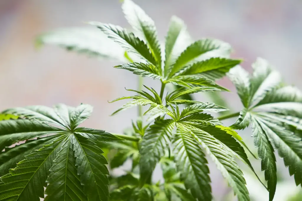 cannabis