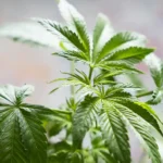 cannabis