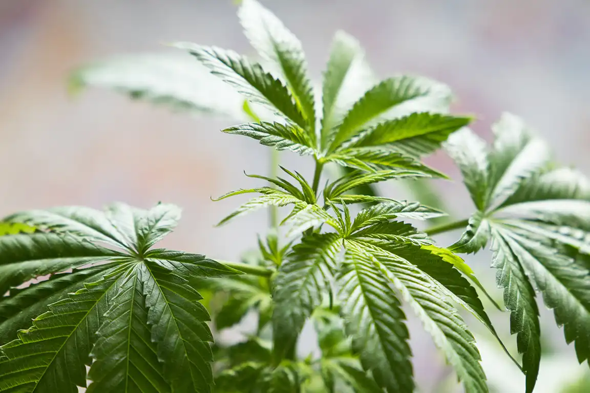 cannabis